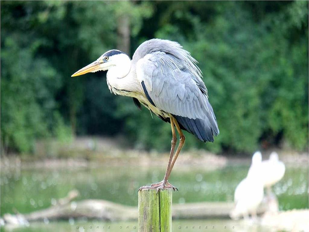 101PARC AUX OISEAUX DANS L AIN 2016 2_000043.jpg